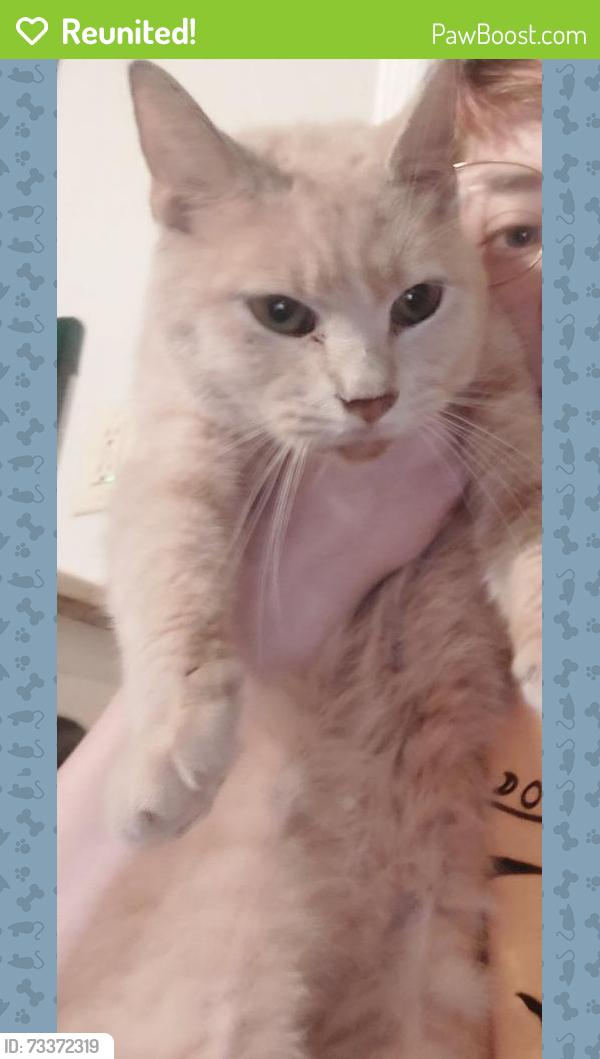 Reunited Female Cat last seen Harris Circle behind the Santek building, Cleveland, TN 37312