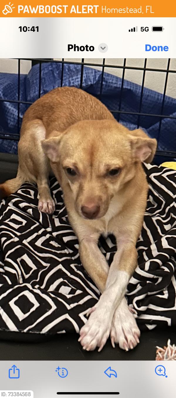 Found/Stray Female Dog last seen Palm dr and Sandpiper Blvd, Homestead, FL 33035