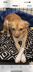 Found/Stray Female Dog last seen Palm dr and Sandpiper Blvd, Homestead, FL 33035