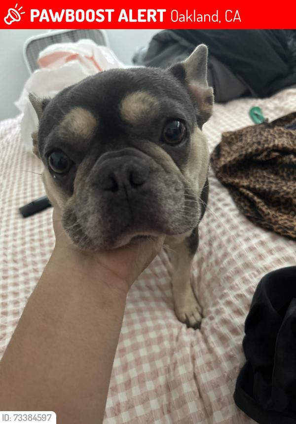 Lost Female Dog last seen Near Caswell Ave, Oakland, CA 94603
