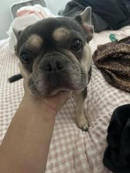 Lost Female Dog last seen Near Caswell Ave, Oakland, CA 94603