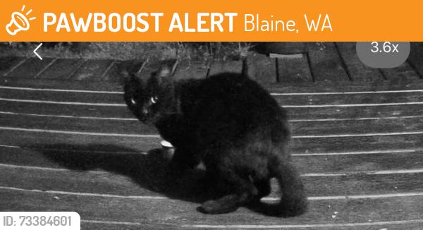 Found/Stray Unknown Cat last seen Point whitehorn park, Blaine, WA 98230