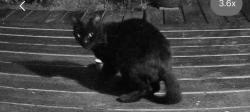 Found/Stray Unknown Cat last seen Point whitehorn park, Blaine, WA 98230