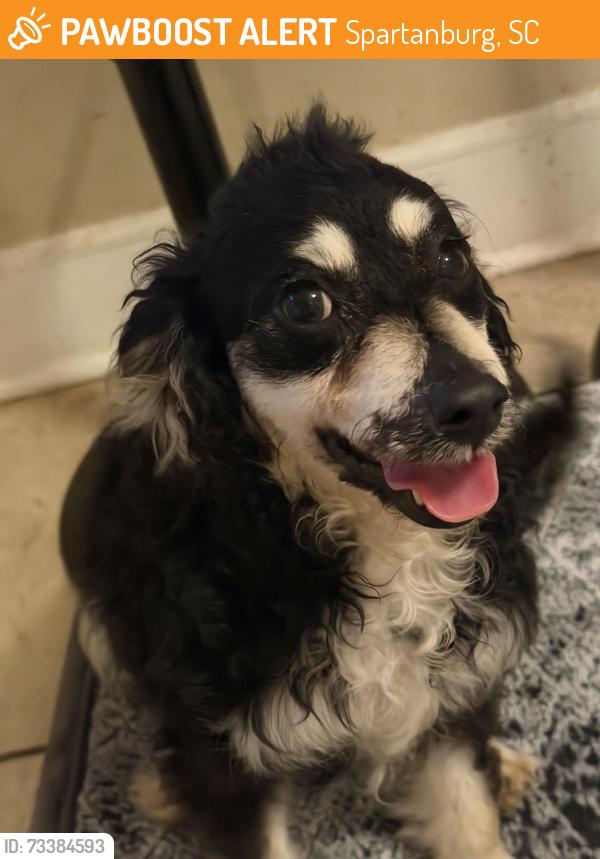 Found/Stray Female Dog last seen Elizabeth St. & Nelson Ave., Spartanburg, SC 29302