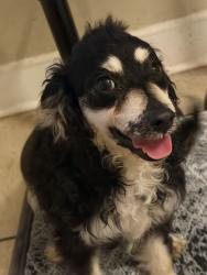 Found/Stray Female Dog last seen Elizabeth St. & Nelson Ave., Spartanburg, SC 29302