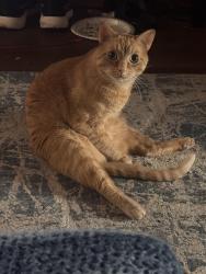 Lost Male Cat last seen E Redwood St & N Fairland Ave behind Scooter’s Coffee and the Bank., Coweta, OK 74429