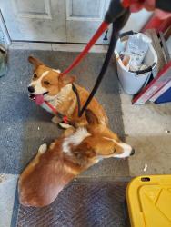 Found/Stray Unknown Dog last seen El campo grande and Rebecca rd, Las Vegas, NV 89130