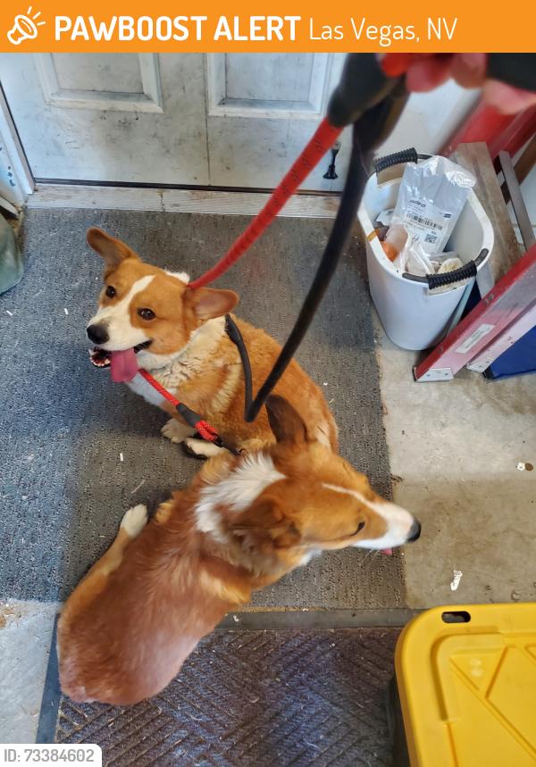 Found/Stray Unknown Dog last seen El campo grande and Rebecca rd, Las Vegas, NV 89130