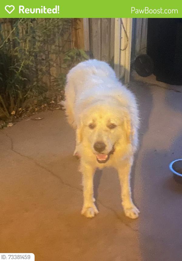 Reunited Male Dog last seen Old fort parkway, Murfreesboro, TN 37128