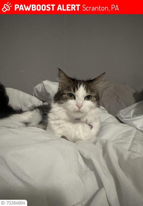 Lost Female Cat last seen Near N Main Ave Scranton, PA 18508 United States, Scranton, PA 18508