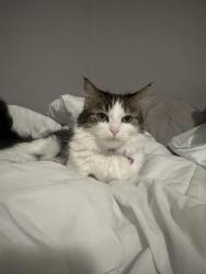 Lost Female Cat last seen Near N Main Ave Scranton, PA 18508 United States, Scranton, PA 18508
