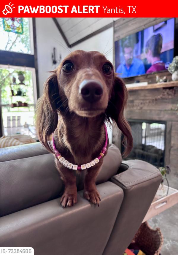 Lost Female Dog last seen Fishermans One Stop, Yantis, TX 75497
