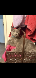 Lost Male Cat last seen West Twain Ave, South Decatur Blvd, Las Vegas, NV 89103