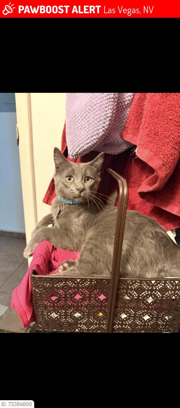 Lost Male Cat last seen West Twain Ave, South Decatur Blvd, Las Vegas, NV 89103