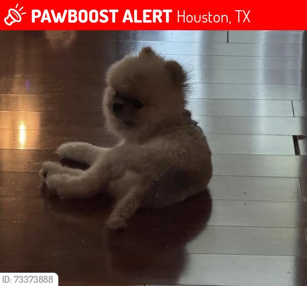 Lost Male Dog last seen lambright rd, blackhawk blvd, wayfairer ln, raul hector dr, Houston, TX 77075