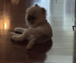 Lost Male Dog last seen lambright rd, blackhawk blvd, wayfairer ln, raul hector dr, Houston, TX 77075
