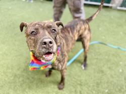 Shelter Stray Male Dog last seen Apt 1C,3617 White Plains Road, BRONX, NY, 10467, 326 E 110th St, New York, NY 10029, USA