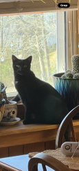 Lost Male Cat last seen Glen Bridge, Arden, NC 28704