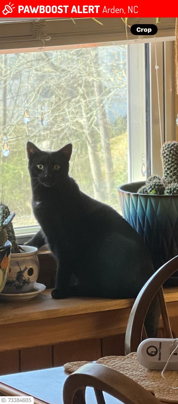 Lost Male Cat last seen Glen Bridge, Arden, NC 28704