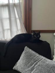 Lost Male Cat last seen Imperial and Manhattan by piggly wiggly, Racine, WI 53402