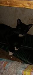 Lost Male Cat last seen Chinowith in. the middle of whitendale -caldwell, Visalia, CA 93277