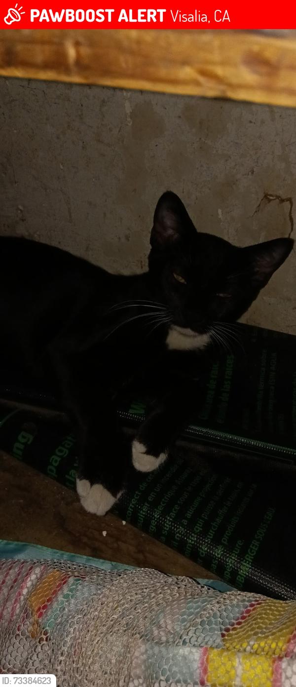 Lost Male Cat last seen Chinowith in. the middle of whitendale -caldwell, Visalia, CA 93277