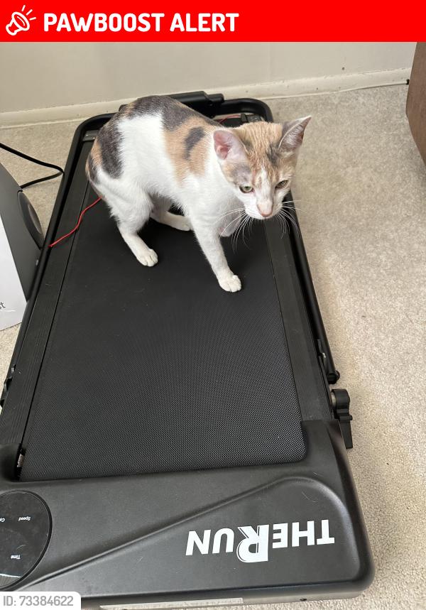 Lost Female Cat last seen village dr e north brunswick, North Brunswick Township, NJ 08902