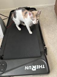 Lost Female Cat last seen village dr e north brunswick, North Brunswick Township, NJ 08902