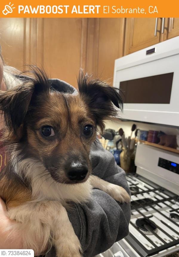 Found/Stray Male Dog last seen May rd, El Sobrante, CA 94803