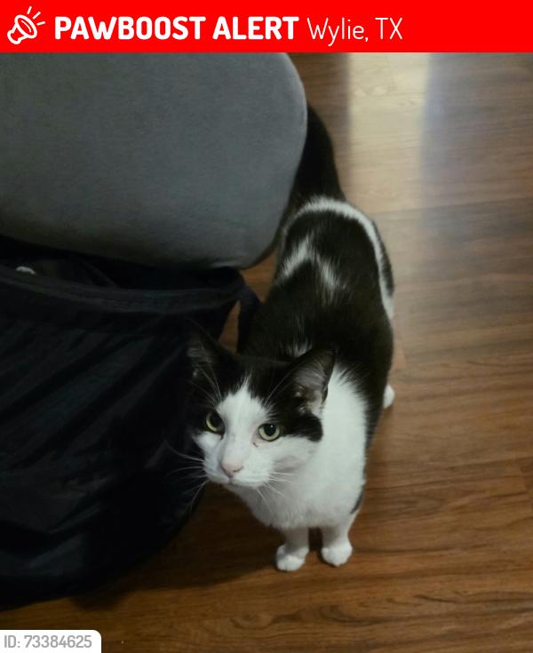 Lost Male Cat last seen Lakefield ln, country club rd, Wylie, TX 75098