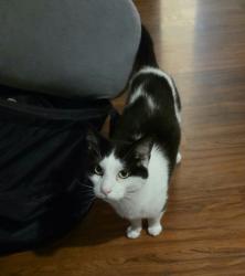 Lost Male Cat last seen Lakefield ln, country club rd, Wylie, TX 75098