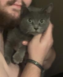 Found/Stray Unknown Cat last seen Goodwill - Adams Ave, Huntington, WV 25701