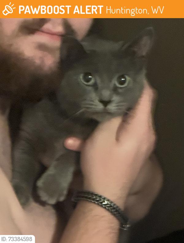 Found/Stray Unknown Cat last seen Goodwill - Adams Ave, Huntington, WV 25701