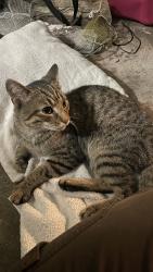 Found/Stray Male Cat last seen East 46th street Indianapolis, Indianapolis, IN 46226