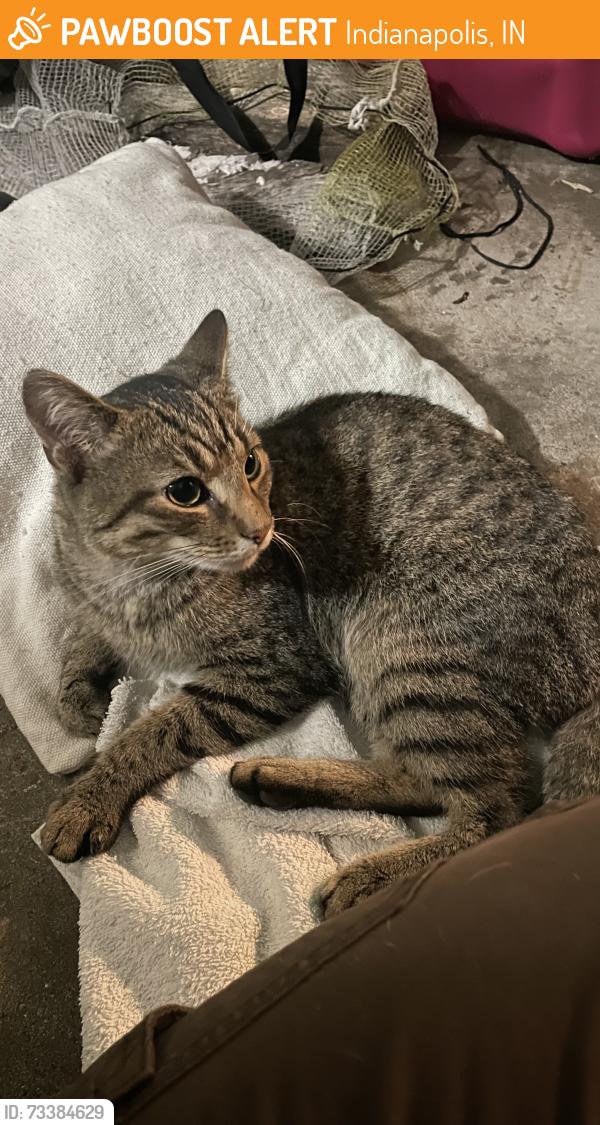 Found/Stray Male Cat last seen East 46th street Indianapolis, Indianapolis, IN 46226