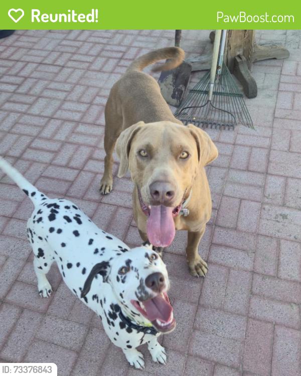 Reunited Unknown Dog last seen 9th and Sultana, Hesperia, CA 92345