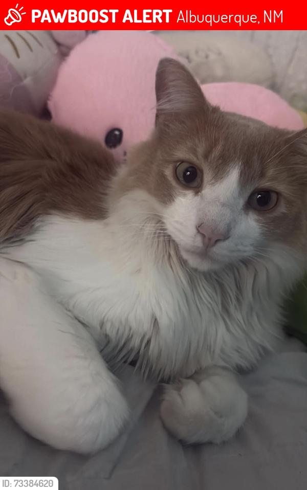 Lost Male Cat last seen Near Donald RD SW, Albuquerque, NM 87105