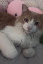 Lost Male Cat last seen Near Donald RD SW, Albuquerque, NM 87105