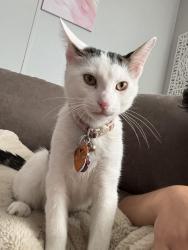 Lost Male Cat last seen sunset ridge, Kyle, TX 78640