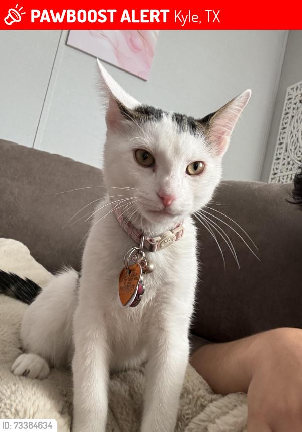 Lost Male Cat last seen sunset ridge, Kyle, TX 78640