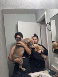 Lost Male Dog last seen Desert inn, Las Vegas, NV 89121