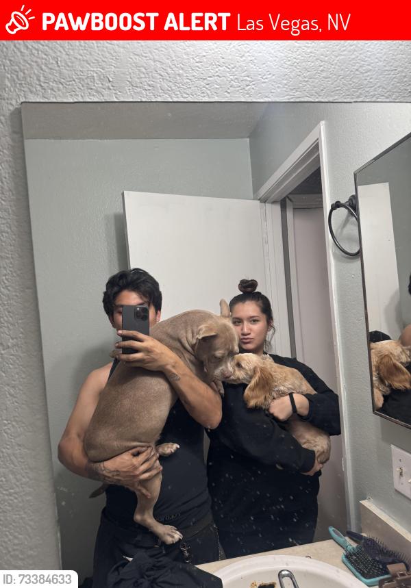 Lost Male Dog last seen Desert inn, Las Vegas, NV 89121