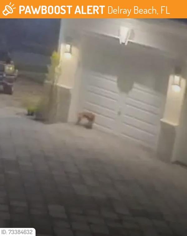 Found/Stray Unknown Dog last seen Cannes St, Delray Beach, FL 33446