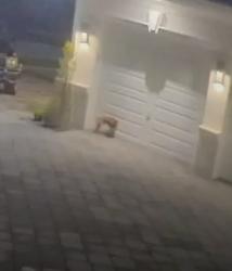 Found/Stray Unknown Dog last seen Cannes St, Delray Beach, FL 33446