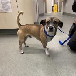Shelter Stray Male Dog last seen , 6621 Westminster Ave, Garden Grove, CA 92844, USA