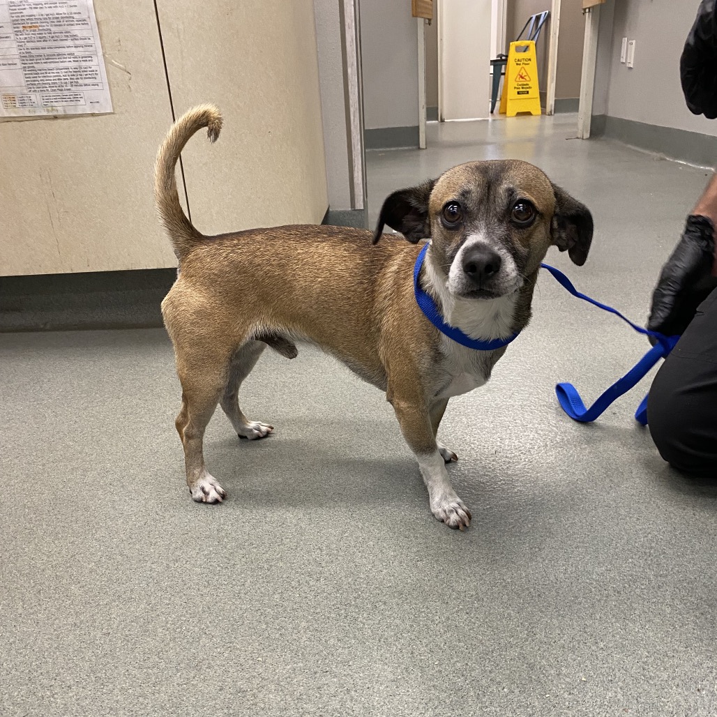 Shelter Stray Male Dog last seen , 6621 Westminster Ave, Garden Grove, CA 92844, USA