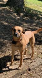 Lost Male Dog last seen Bowling green rd. Caneyville KY, Caneyville, KY 42721