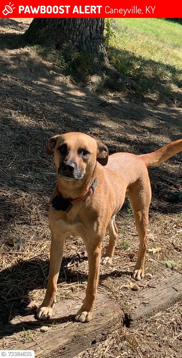 Lost Male Dog last seen Bowling green rd. Caneyville KY, Caneyville, KY 42721