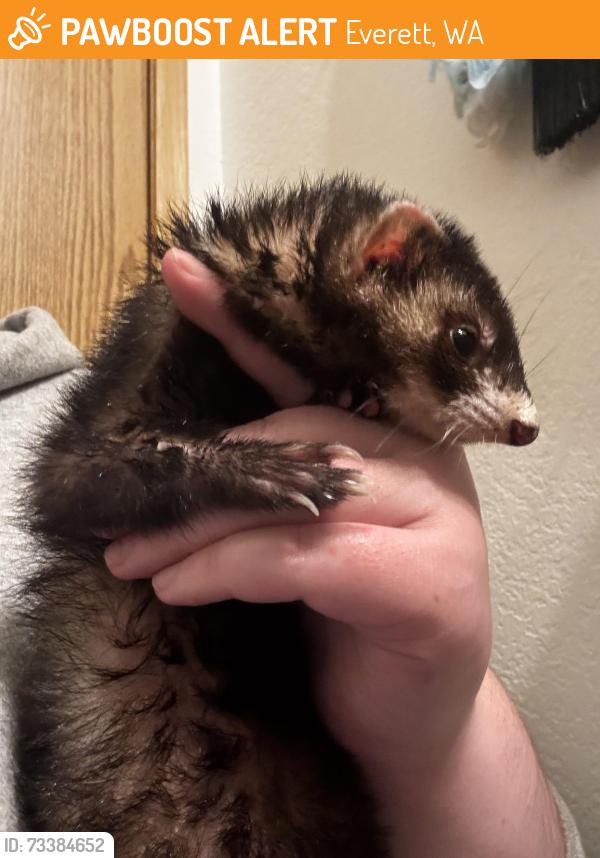 Found/Stray Female Ferret last seen Mariner high school, Everett, WA 98204