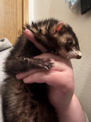Found/Stray Female Ferret last seen Mariner high school, Everett, WA 98204